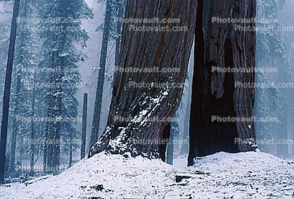 Sequoia Tree Trunks in the snow, snow, ice, cold, Winter, misty fog, (Sequoiadendron giganteum)