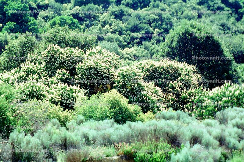 Bushes, Vegetation