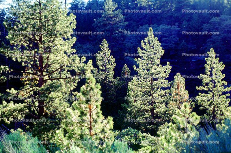 Backlit Pine Trees, woodlands, Frazier Park