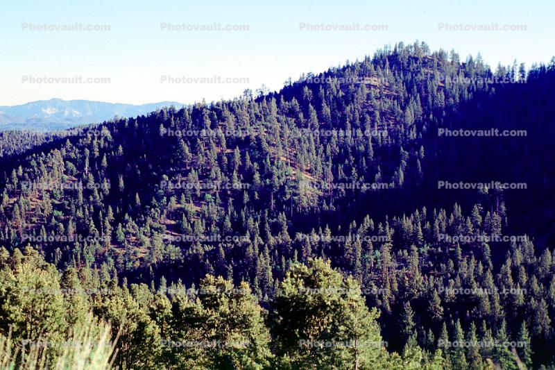 Mount Pinos, woodland, forest, hills, mountains