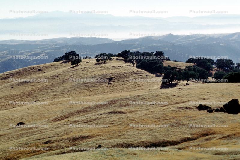 Priest Valley, Monterey County, hills, scrub, prairie, woodlands, near Coalinga