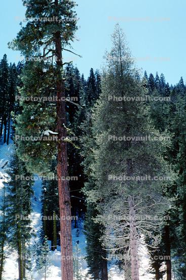 Giant sequoia (Sequoiadendron giganteum), Forest of Trees