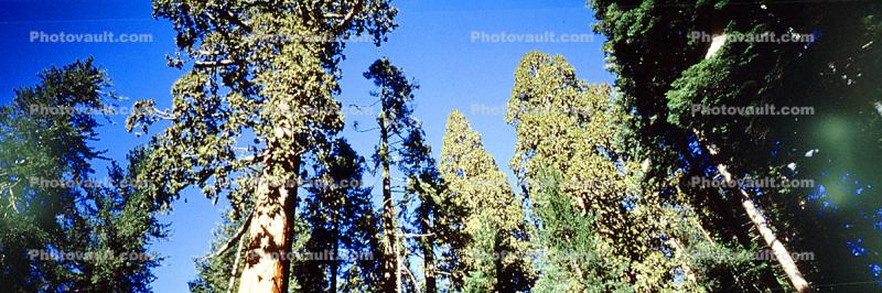 Giant sequoia (Sequoiadendron giganteum), Panorama, Forest of Trees