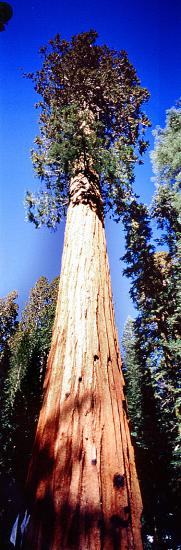 Giant sequoia (Sequoiadendron giganteum), Panorama
