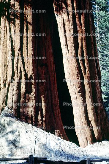 Hollow Burn Scar, snow, Giant sequoia (Sequoiadendron giganteum)