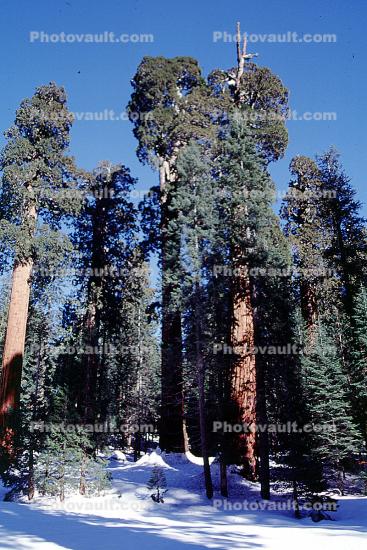 Giant Sequoia Trees in the Snow, Winter, Forest, (Sequoiadendron giganteum)