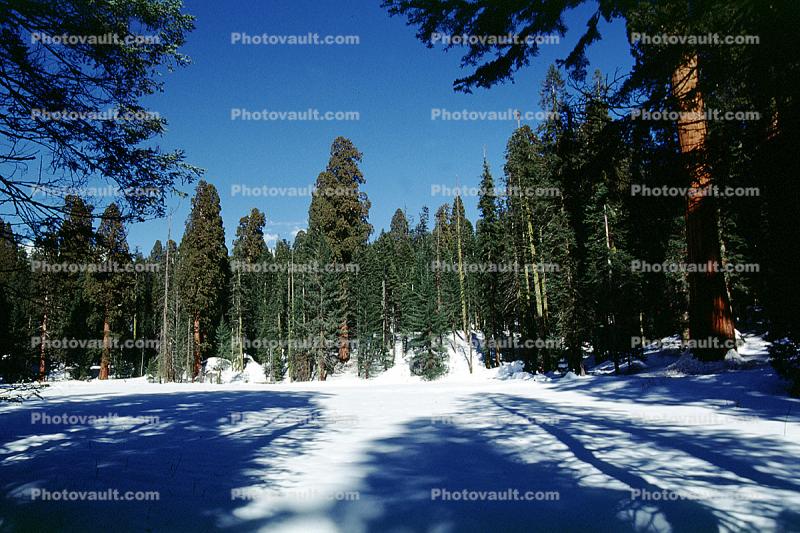Giant Sequoia Trees in the Snow, Winter, Forest, (Sequoiadendron giganteum)