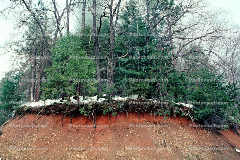 Tree Roots, Forest, exposed root system, dirt, cross-section, Erosion