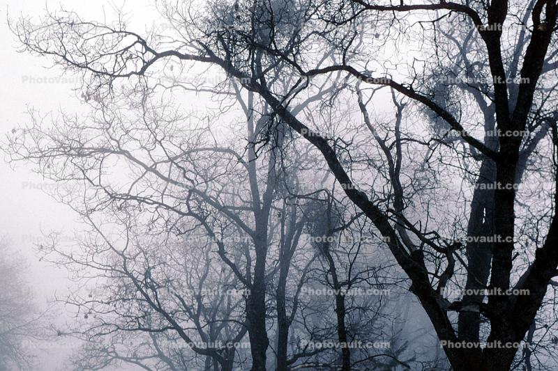 Bare Trees in the Winter Fog