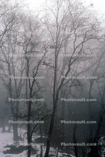 Bare Trees in the Winter Fog