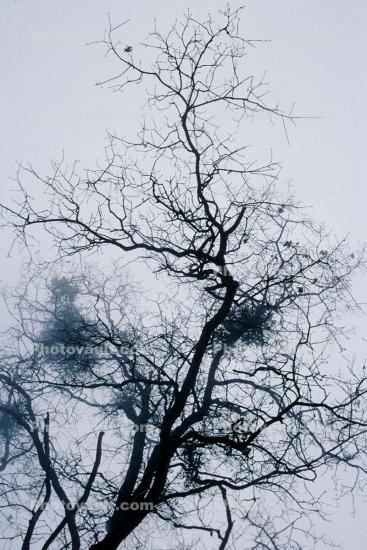 Bare Trees in the Winter Fog