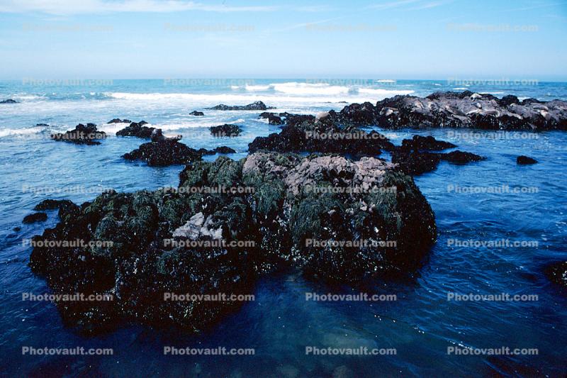Cambria, Shore, Coast, Pacific Ocean, Tide Pool, Tidepools, salty tide pools
