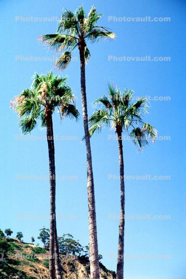 Palm Trees, Avalon, Santa Catalina Island