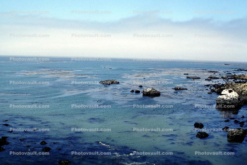 Fog, Pacific Ocean, Shoreline, Kelp, Cayucos
