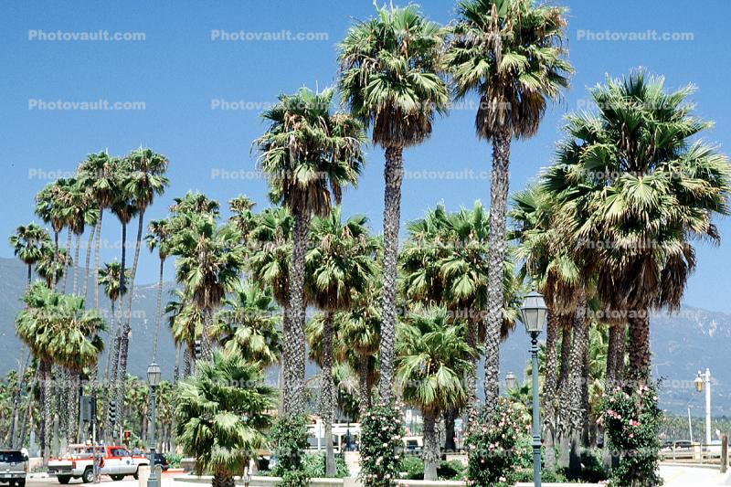 Santa Barbara, Palm Trees texture