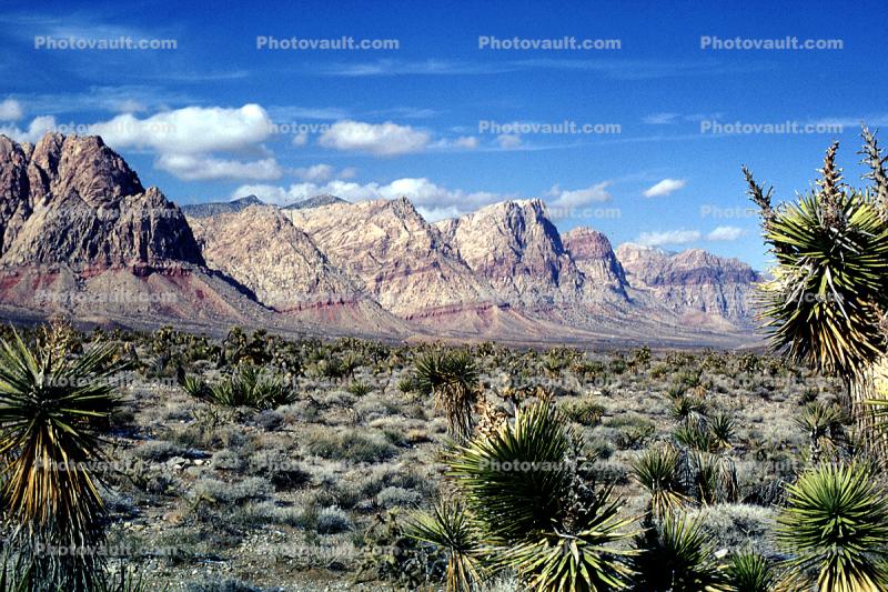 Mountain Range, Cactus, Barren Landscape, Empty, Bare Hills
