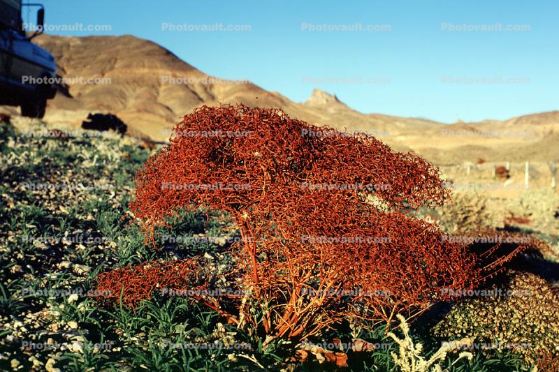Bush, red tree, Barren Landscape, Empty, Bare Hills