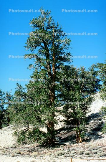 Bristlecone Pine Trees, mountain, forest
