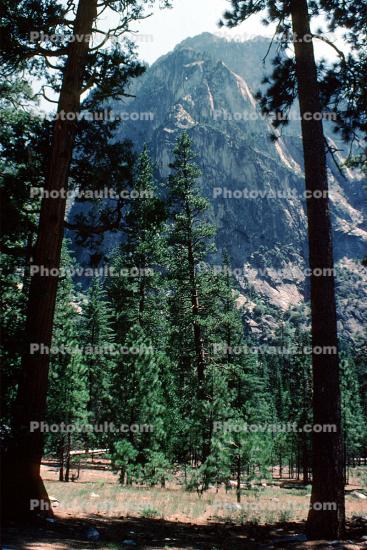 Trees, forest, Kings Canyon National Park