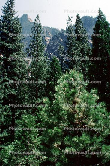 Trees, forest, Kings Canyon National Park