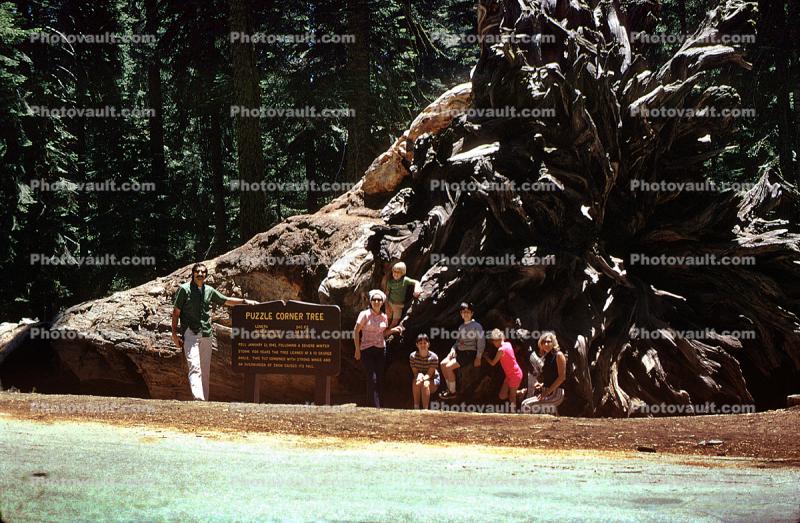 Sequoia Tree Roots
