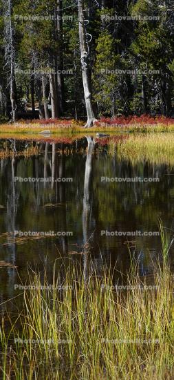 Small Lake west of Tenaya, Reflections, Water, Trees