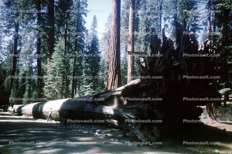 Mariposa Grove of Giant Sequoias, felled tree, woodlands, forest