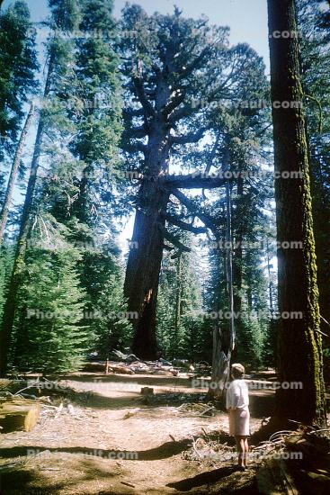 Mariposa Grove of Giant Sequoias, forest, trees
