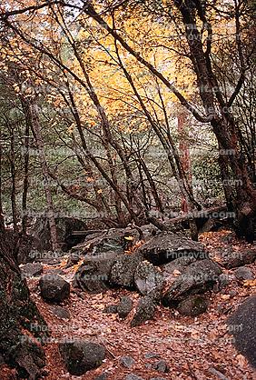 trees boulders and leaves