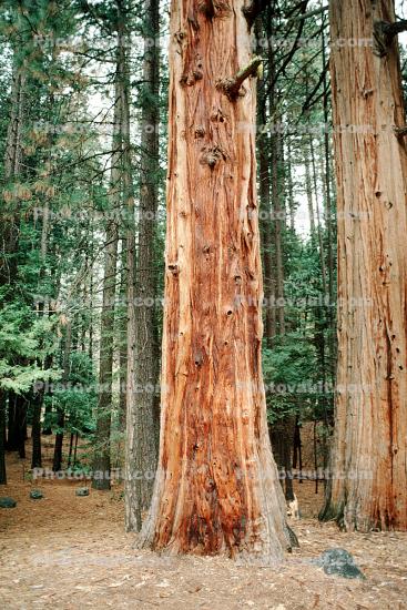 Sequoia Trees, Forest