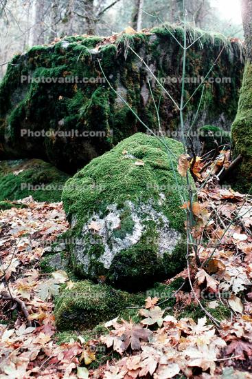 boulders, leaves, moss