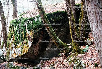 Trees, Moss, Boulders, lichen