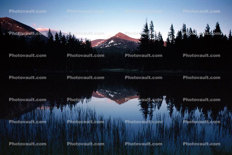 Reflection, Trees, Forest, water grass