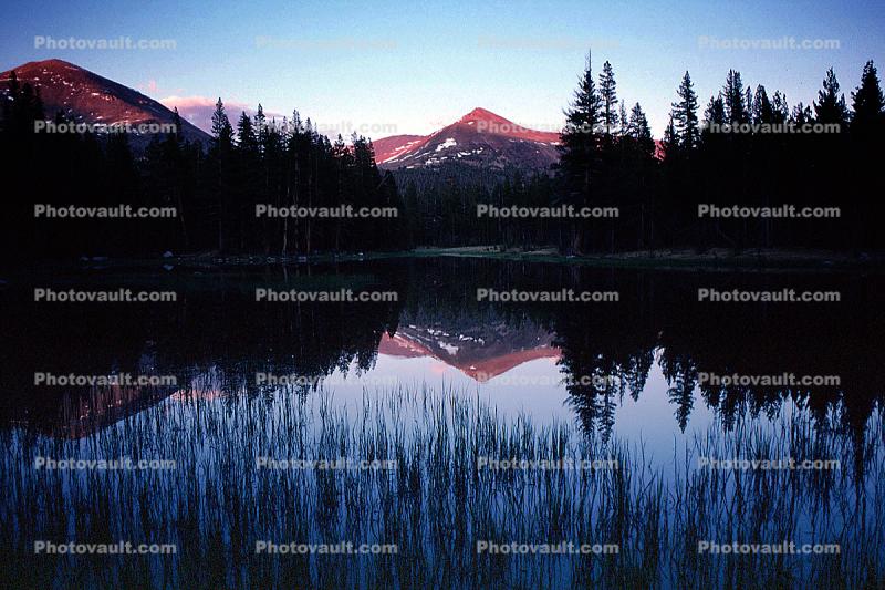Reflection, Trees, Forest, water grass