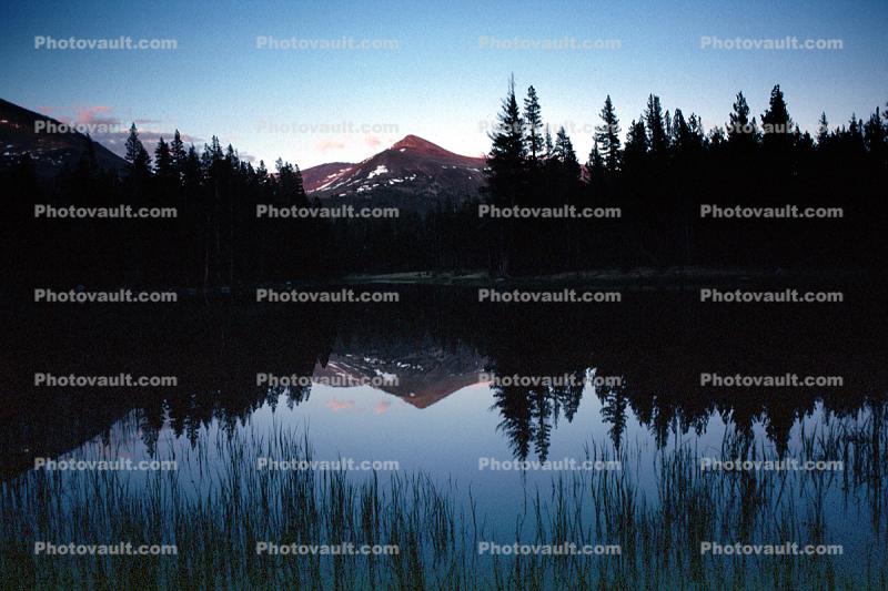 Reflection, Trees, Forest, Mountain Peak, water grass