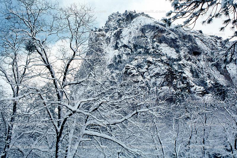 Snowy Trees, Winter
