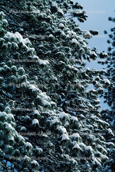 Tree snow, Winter
