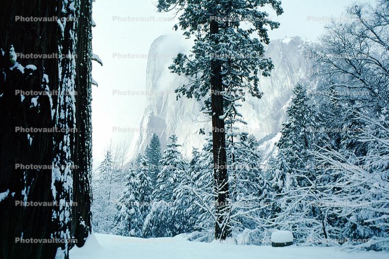 El Capitan, Snowy Trees, Valley, Forest, Winter, Granite Cliff