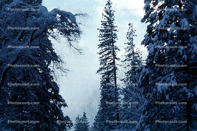 Snowy Trees, Valley, Forest, Winter