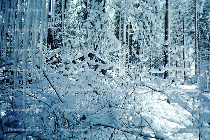 Snowy Trees, Limbs, Forest, Winter