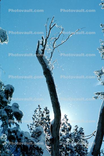 Snowy Trees, Winter