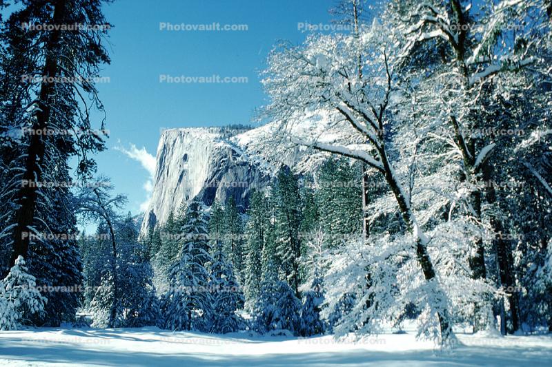 Snowy Trees, Valley, Forest, Winter, Granite Cliff