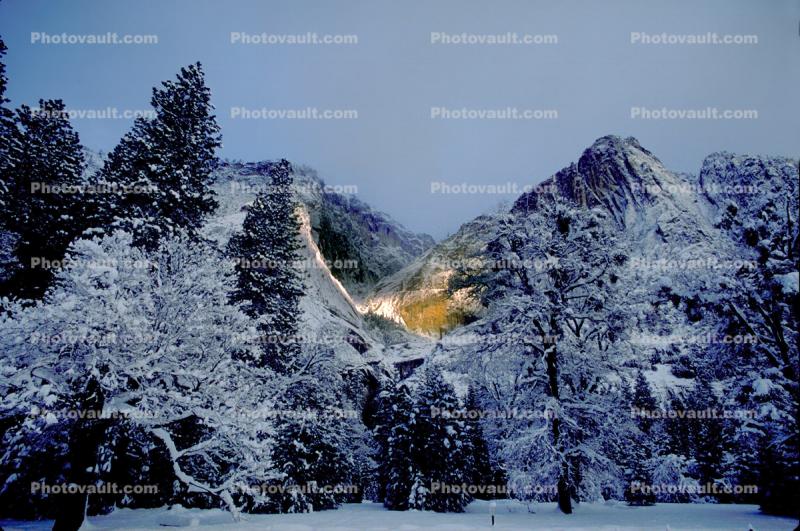snow, ice, cold, trees, evergreen, conifers, 