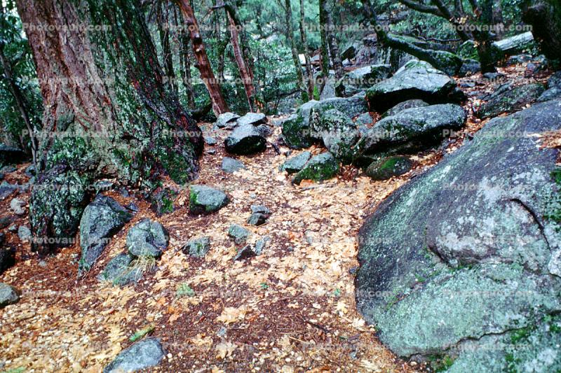 Rocks, Trees, Forest