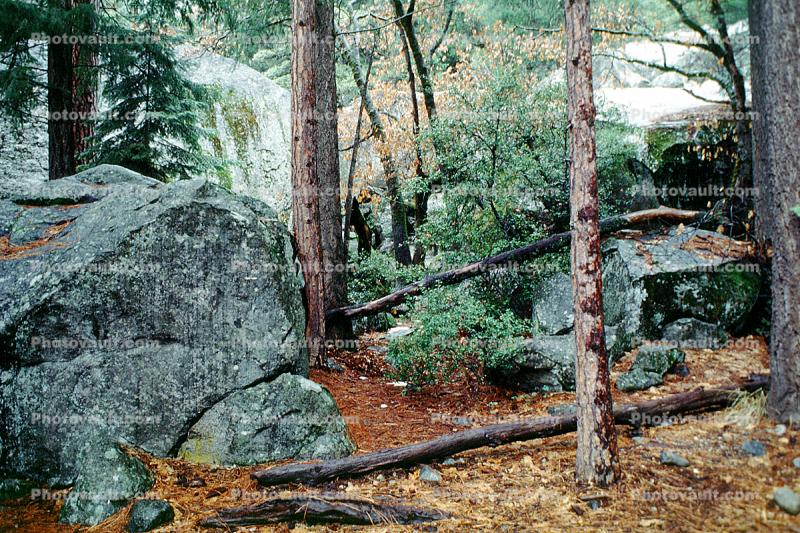 Rocks, Trees, Forest, Boulder