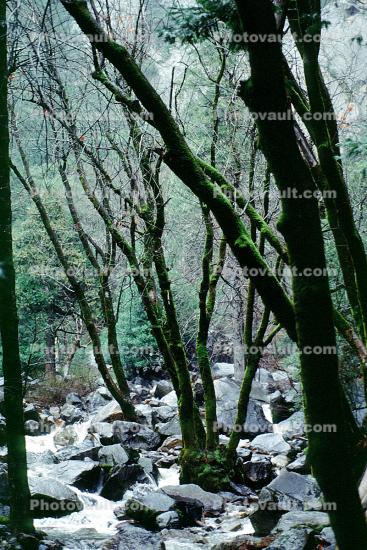 path to Bridal Veil Falls, Rocks, Trees, Forest, Woodland