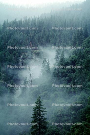 Fog, Forest, Trees