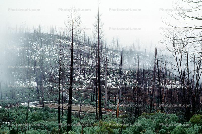 growth after a forest fire