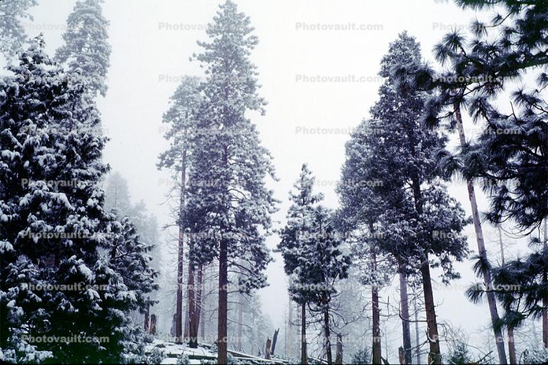 Forest, Snowy Woods, Trees, Woodland