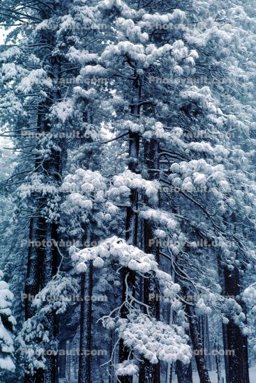 Forest, Snowy Woods, Trees, Woodland